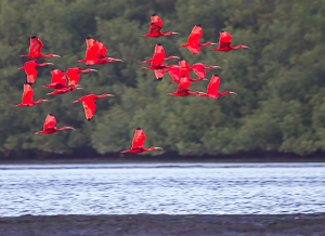 Picture 7 - A Flock of Scarlet Ibis coming in for their nightly roost, Caroni Swamp, Trinidad.